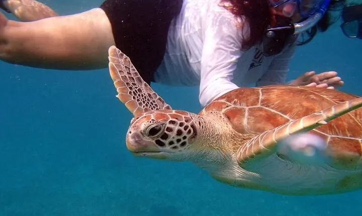Florida Keys Eco Tour: Snorkel, Kayak, Lunch + Transportation!