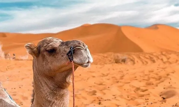4D/3N Private Desert tour from Fez to Marrakech 