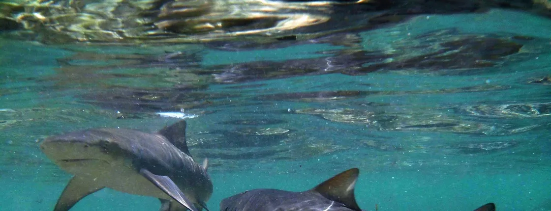 Sal lemon shark experience