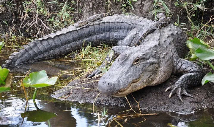 Everglades Airboat Experience – Wildlife & Wetlands