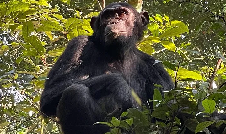 2-Day Private Chimpanzee Trekking Safari in Kibale Forest Park