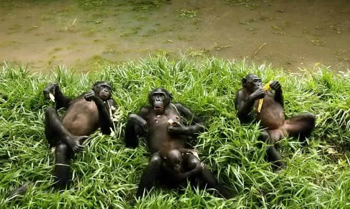 Exclusive Lola Ya Bonobo Sanctuary Tour