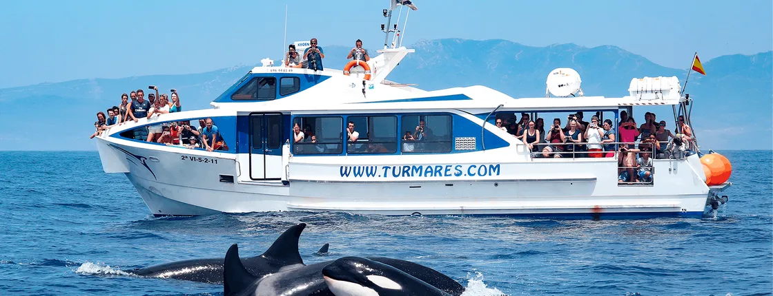 Tarifa 3-hour whale watching tour and orcas search