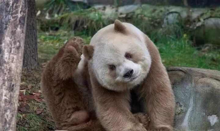 Exclusive Private Xi'an One day Giant Panda Tour (Panda Qizai)