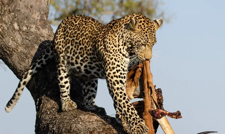 Daily Pilanesberg National Park Private Shuttle Services