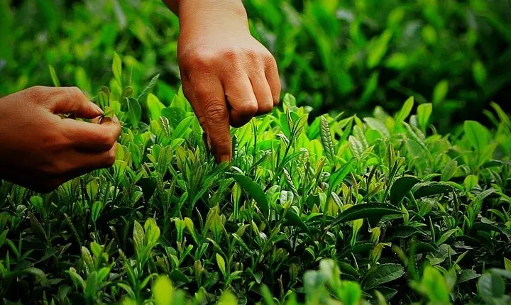 Hangzhou Authentic Longjing Tea Culture Experience Tour