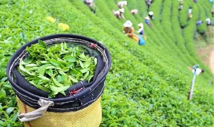 Bogor Puncak "Tea Plant & Paragliding" Interactive Private Driver