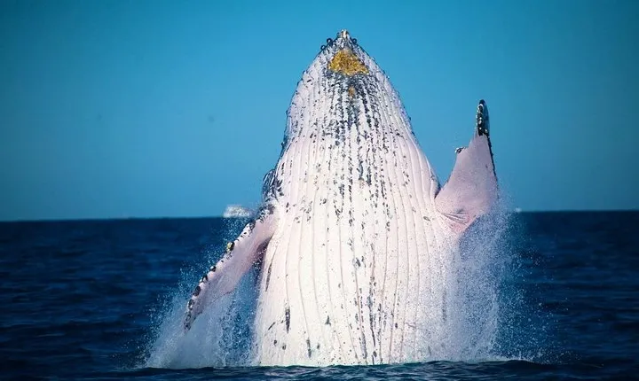 Whale Watching Cruise from Mooloolaba