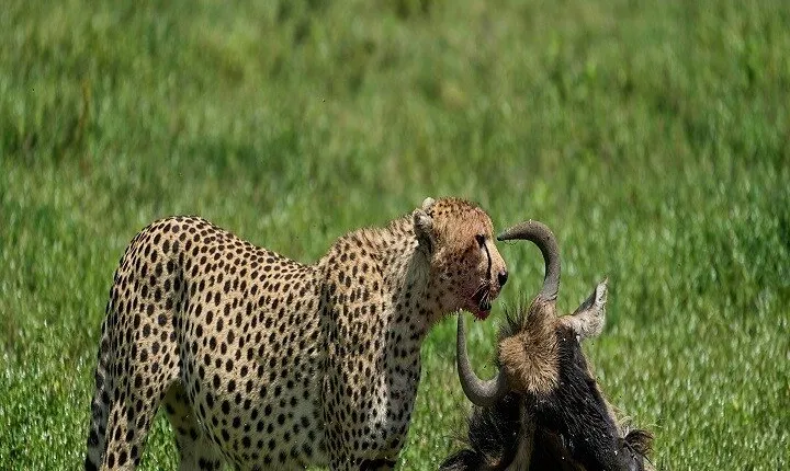 Day Trip to Ngorongoro Crater : Best Price 2024/2025