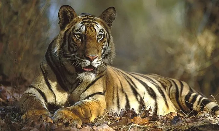 Ranthambore Day Trip from Jaipur with Tiger Safari