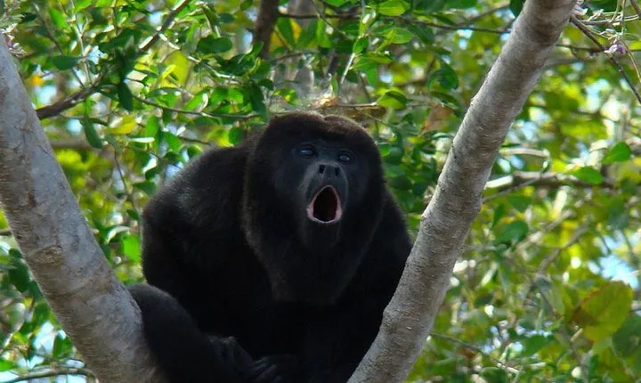 Wild Monkey Tour (Private, Half Day)