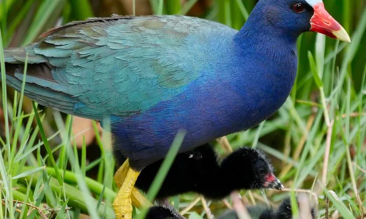 Central Florida Half-Day Private Birding Activity - 2 person max
