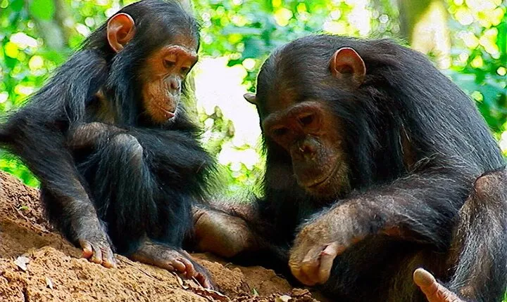 6 Days Rhino & Chimpanzee Trip to Mkomazi NP and Gombe Stream NP