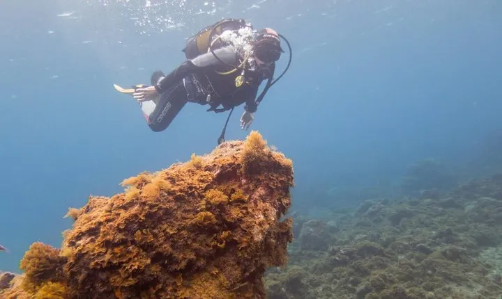 Dive Baptism 1 Dive In Tenerife 3,5h