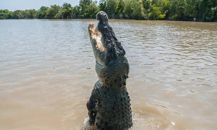 Crocodile Jumping Boat Cruise with Transfer from Darwin