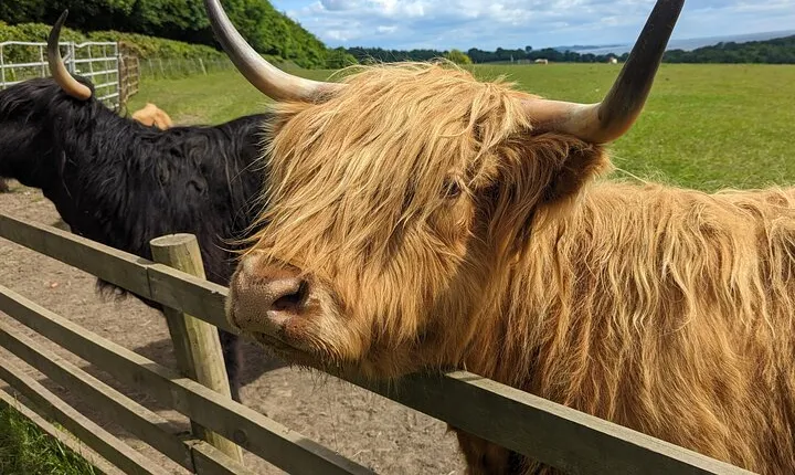 Loch Lomond, Highland Cows, Victorian Town, Castle Half-Day Tour