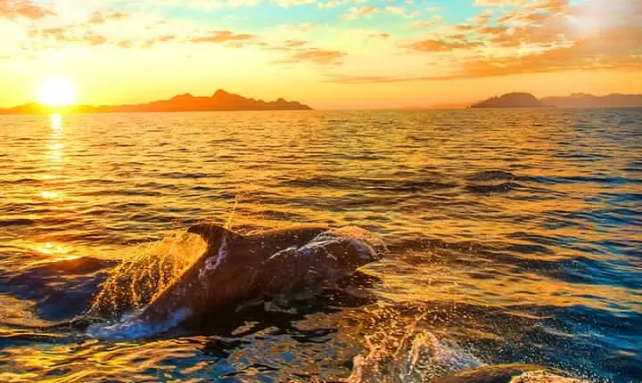 Dolphins Watching in the National Park Brijuni from Pula