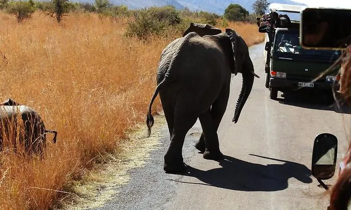 Pilanesberg National Park Full Day Safari From Johannesburg