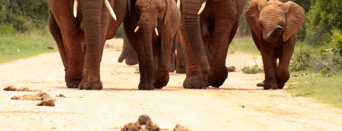 Pilanesberg National Park Safari in Open Vehicle from Johannesburg
