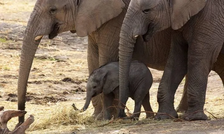 Day Trip to an Elephant Conservation and Care Center near Agra
