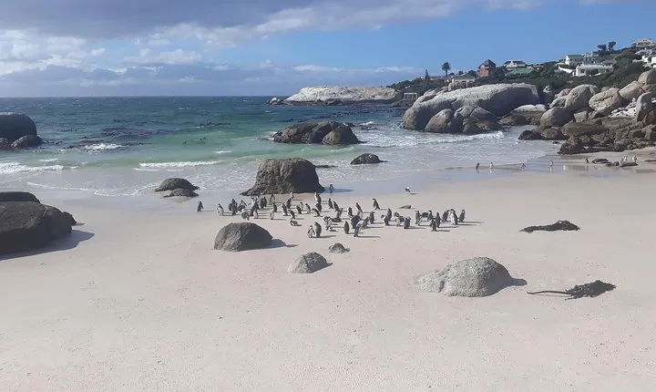 Half day African Penguin Tour