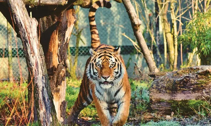4 Days Golden Triangle Tour with Ranthambore Tiger Safari