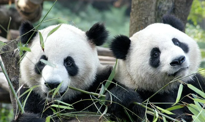 Private Half-Day Chengdu Panda Breeding Center Tour with Optional Volunteer
