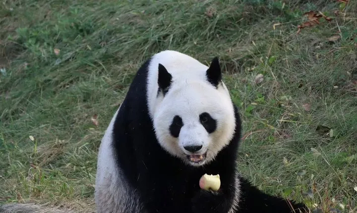 Private Xi'an Half day Panda Qizai Tour