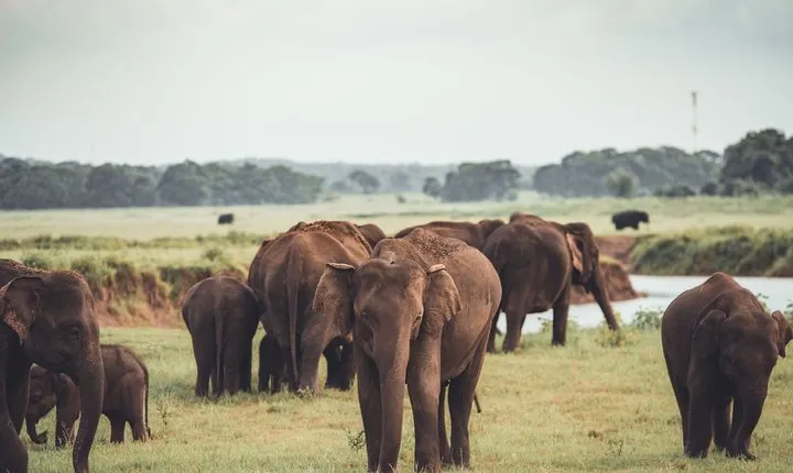 Minneriya National Park Private Safari