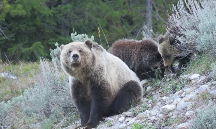 Grand Teton National Park - Full-Day Guided Tour from Jackson Hole