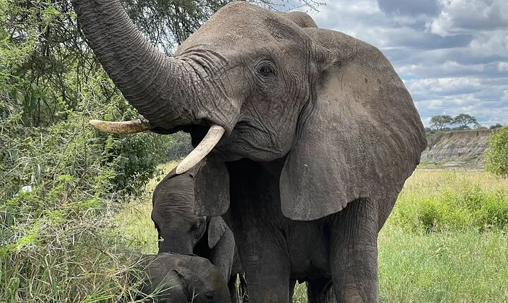 Day Tour to Tarangire National Park from Arusha