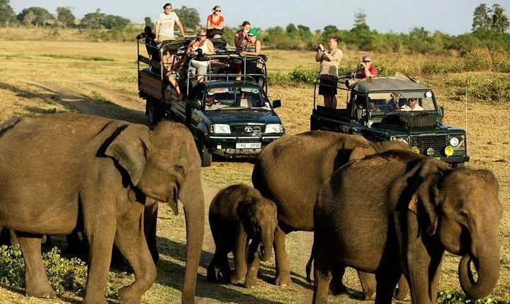 Udawalawe National Park Safari. Private full day tour from Bentota.