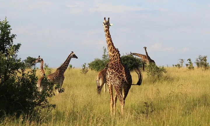 6-Day Safari Tour to Tarangire, Manyara, L. Eyasi & Ngorongoro