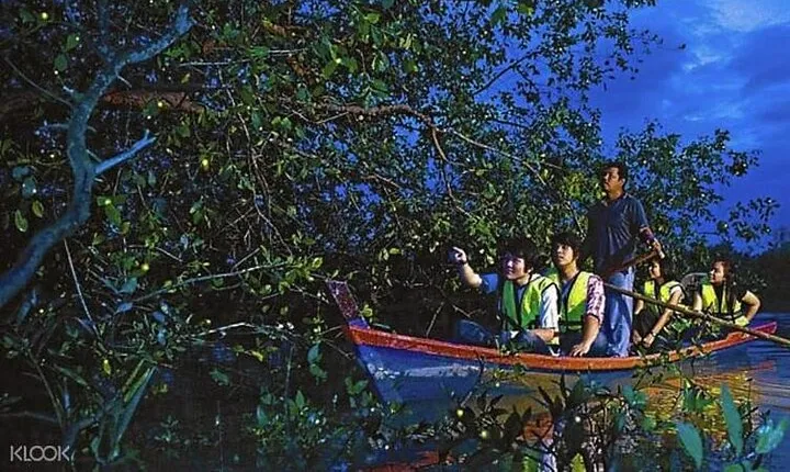 Kuala Lumpur to Fireflies and Blue Tears Gazing Tour