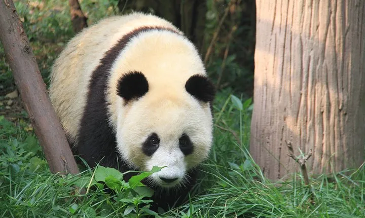 1-Day Chengdu Layover Tour: Panda Base, city central with Round Airport Transfer