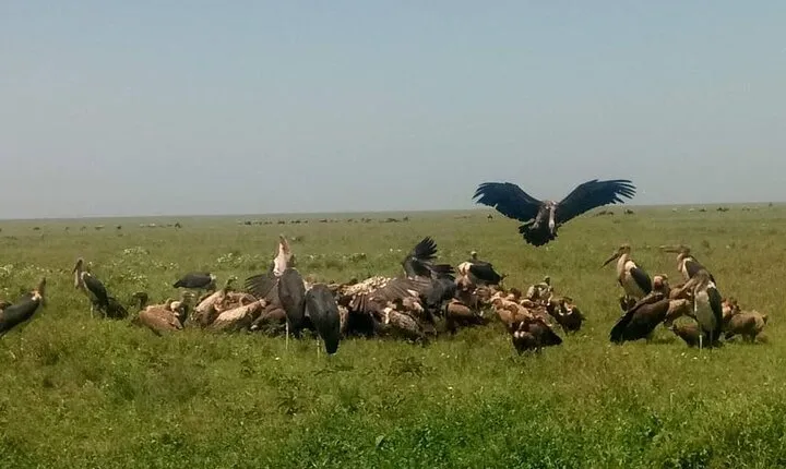 Journey Through the Wild – 5 Days Serengeti & Ngorongoro