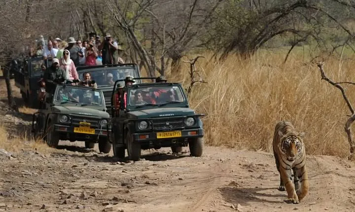 8 Days Delhi Agra Ranthambore Udaipur Jaipur Delhi Private Tour