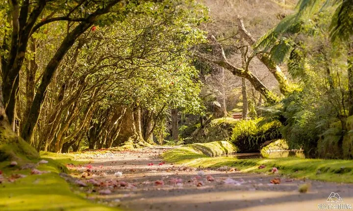 Full-Day Furnas Tour: Hot Spring, Traditional Lunch & Tea Factory