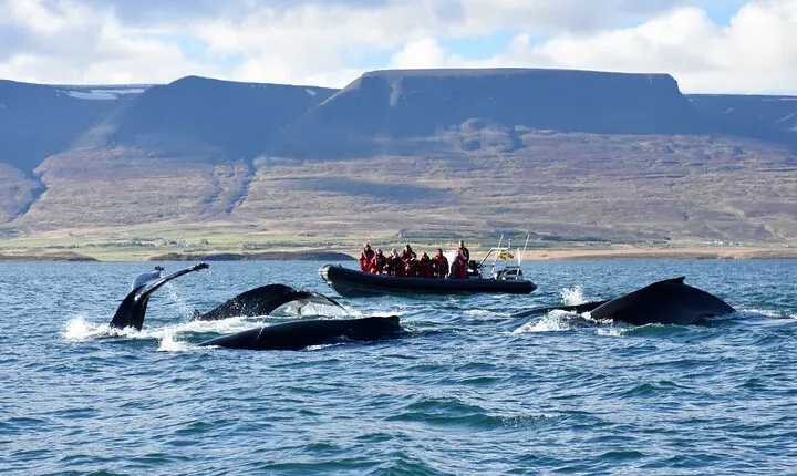RIB boat express: Whales, Eyjafjord and Akureyri