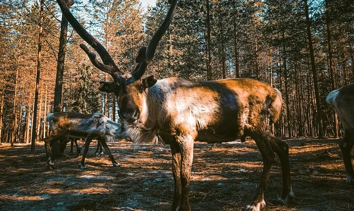Reindeer Farm Summer Experience