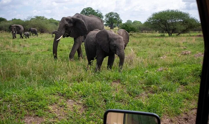 Tarangire Joint Tour(Free Accommodation before safari)