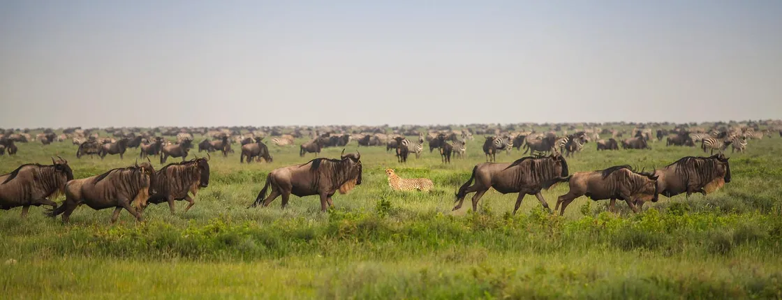 Tanzania Migration Safari