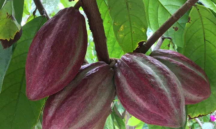 Chocolate Tour in Vallarta