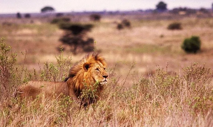 One-Day Safari Tour from Zanzibar with Lunch and Pick Up