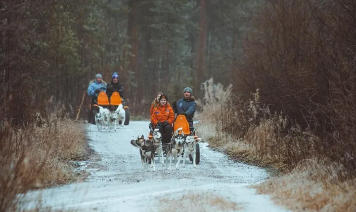 Autumn Husky Ride on Wheels, Apukka Resort Rovaniemi