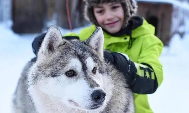 Husky Safari from Levi including a Husky Sled Ride