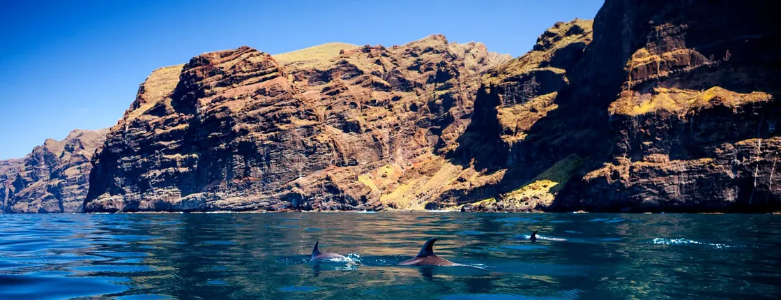 5 hour whale and dolphin watching on an eco-catamaran