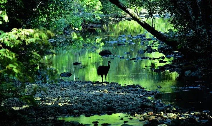 Luxury Daintree - Cape Tribulation Tour from Port Douglas
