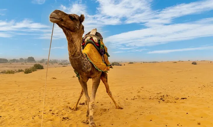 Private Full Day Jaisalmer City Tour (All-Inclusive)