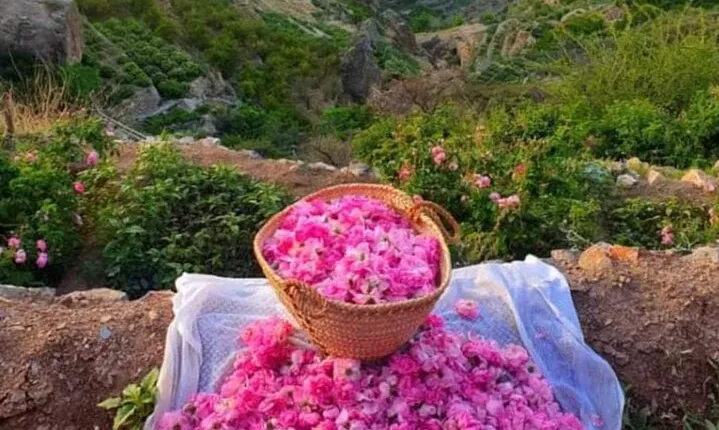 Private Oman Full Day Guided Sightseeing Tour